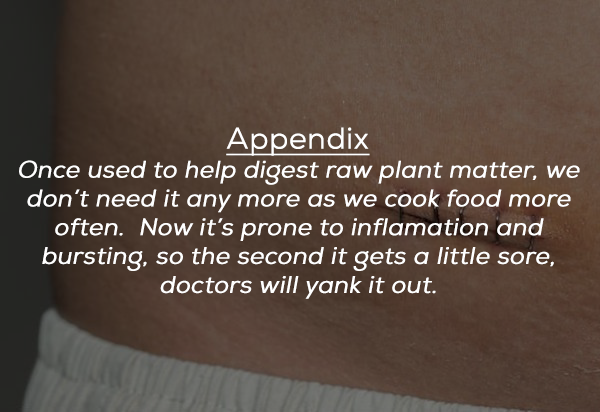 material - Appendix Once used to help digest raw plant matter, we don't need it any more as we cook food more often. Now it's prone to inflamation and bursting, so the second it gets a little sore, doctors will yank it out.