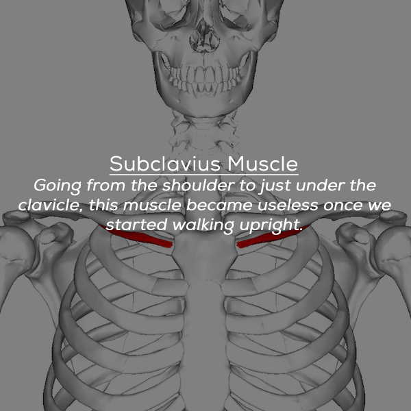Subclavius Muscle Going from the shoulder to just under the clavicle, this muscle became useless once we started walking upright.