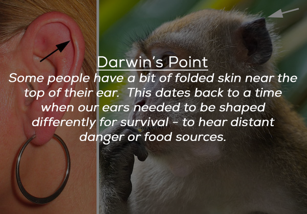photo caption - Darwin's Point Some people have a bit of folded skin near the top of their ear. This dates back to a time when our ears needed to be shaped differently for survival to hear distant danger or food sources.