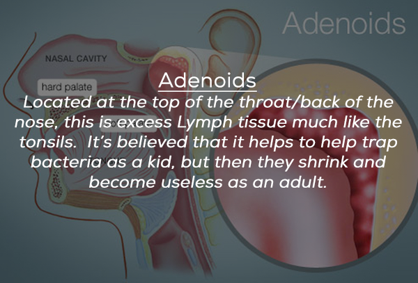 Adenoids Nasal Cavity hard palate Adenoids Located at the top of the throatback of the nose, this is excess Lymph tissue much the tonsils. It's believed that it helps to help trap bacteria as a kid, but then they shrink and become useless as an adult.