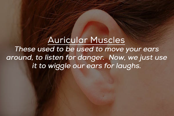 ear - Auricular Muscles These used to be used to move your ears around, to listen for danger. Now, we just use it to wiggle our ears for laughs.