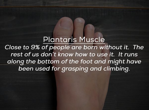 nail - Plantaris Muscle Close to 9% of people are born without it. The rest of us don't know how to use it. It runs along the bottom of the foot and might have been used for grasping and climbing.