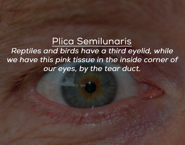 close up - Plica Semilunaris Reptiles and birds have a third eyelid, while we have this pink tissue in the inside corner of our eyes, by the tear duct.