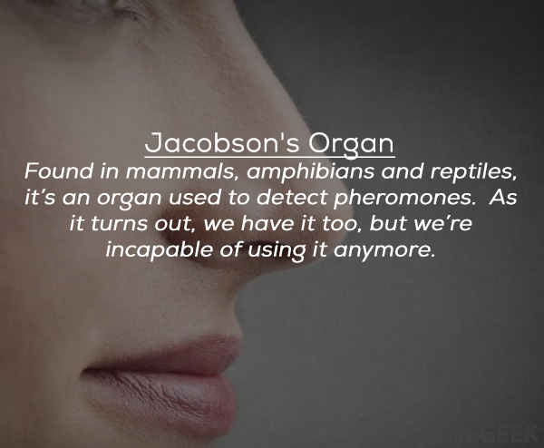 lip - Jacobson's Organ Found in mammals, amphibians and reptiles, it's an organ used to detect pheromones. As it turns out, we have it too, but we're incapable of using it anymore.