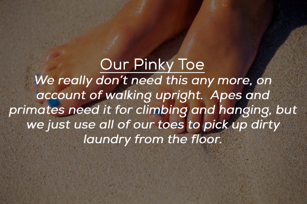 toe - Our Pinky Toe We really don't need this any more, on account of walking upright. Apes and primates need it for climbing and hanging, but we just use all of our toes to pick up dirty laundry from the floor.