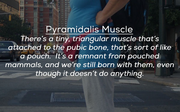begin with the end - 100 Pyramidalis Muscle There's a tiny, triangular muscle that's attached to the pubic bone, that's sort of a pouch. It's a remnant from pouched mammals, and we're still born with them, even though it doesn't do anything.