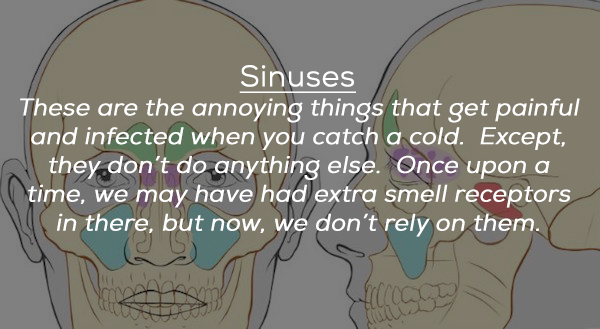 jaw - Sinuses These are the annoying things that get painful and infected when you catch a cold. Except, they don't do anything else. Once upon a time, we may have had extra smell receptors in there, but now, we don't rely on them.
