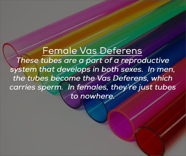 plastic - Female Vas Deferens These tubes are a part of a reproductive system that develops in both sexes. In men, the tubes become the Vas Deferens, which carries sperm. In females, they're just tubes to nowhere.