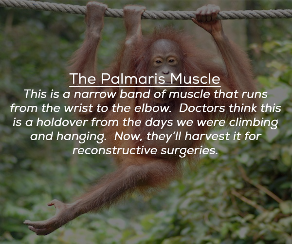 photo caption - The Palmaris Muscle This is a narrow band of muscle that runs from the wrist to the elbow. Doctors think this is a holdover from the days we were climbing and hanging. Now, they'll harvest it for reconstructive surgeries.