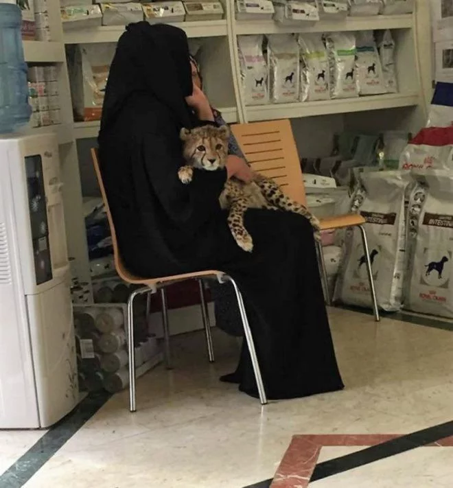 Just another day at a Dubai pet shop