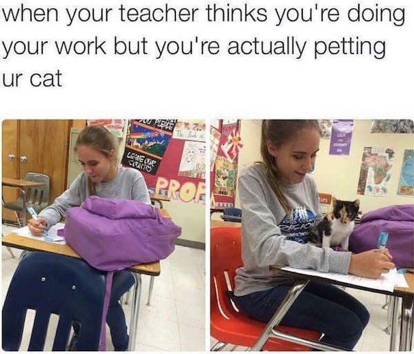 do your work teacher meme - when your teacher thinks you're doing your work but you're actually petting ur cat