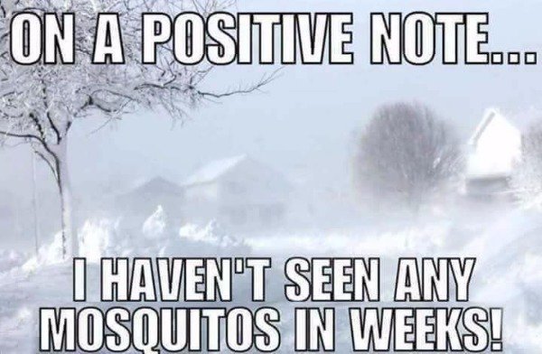 positive note i haven t seen any mosquitos - On A Positive Note... I Haven'T Seen Any Mosquitos In Weeks!