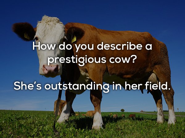 dad joke cow - How do you describe a prestigious cow? She's outstanding in her field.
