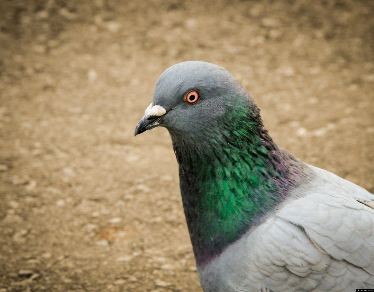 at a very crowded beach my obese aunt tried to "save" a pigeon (there was absolutely nothing wrong with it). it flew away when she bent down to grab it and she rolled down a hill and landed in a fire ant pile. she flopped around like a beach whale trying to get up while slapping at the ants biting her and screaming the whole time