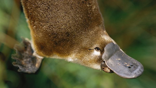 Platypus