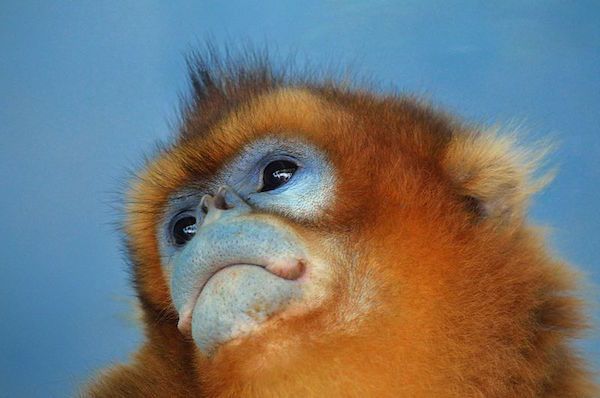 Golden Snub-Nosed Monkey