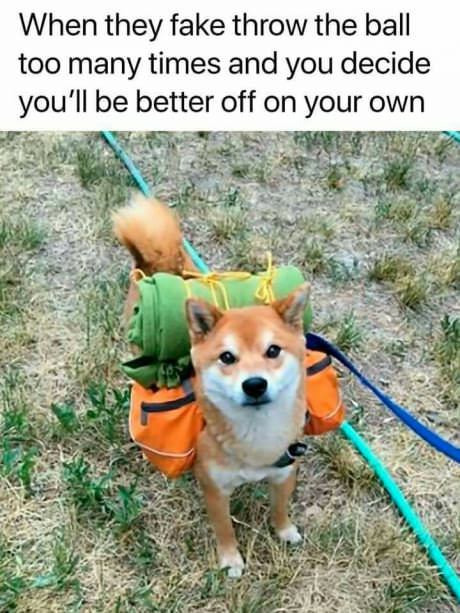 adventure shibe - When they fake throw the ball too many times and you decide you'll be better off on your own