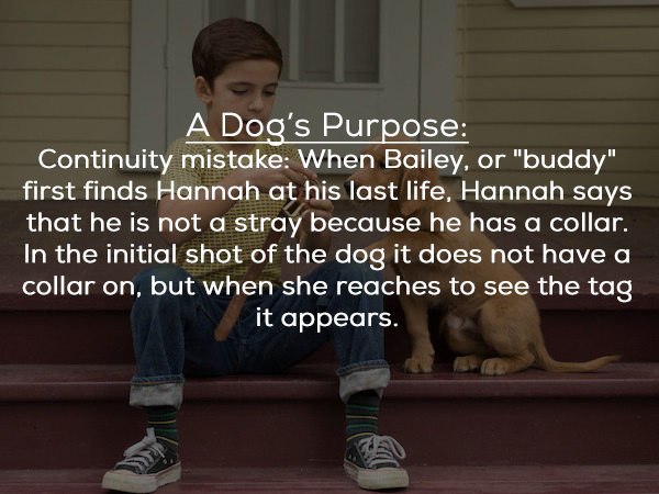 photo caption - A Dog's Purpose Continuity mistake When Bailey, or "buddy" first finds Hannah at his last life, Hannah says that he is not a stray because he has a collar. In the initial shot of the dog it does not have a collar on, but when she reaches t