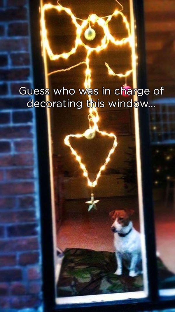 christmas lights dog window - Guess who was in charge of decorating this window...