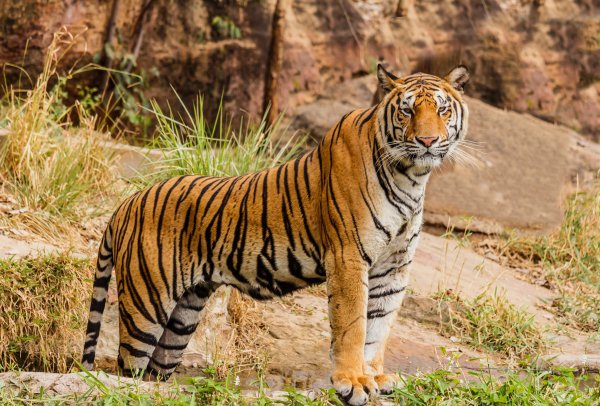 There are more tigers privately owned in the state of tigers than there are in the wild worldwide.