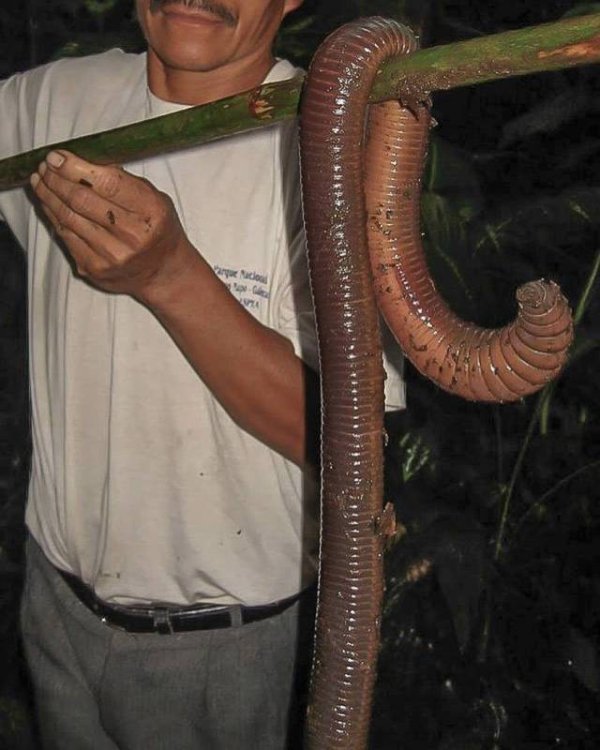 wtf giant worm