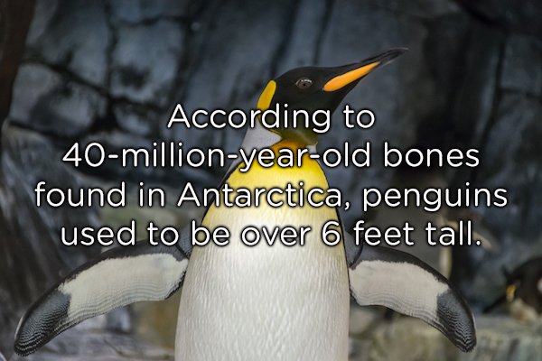 penguin wings - According to 40millionyearold bones found in Antarctica, penguins used to be over 6 feet tall.