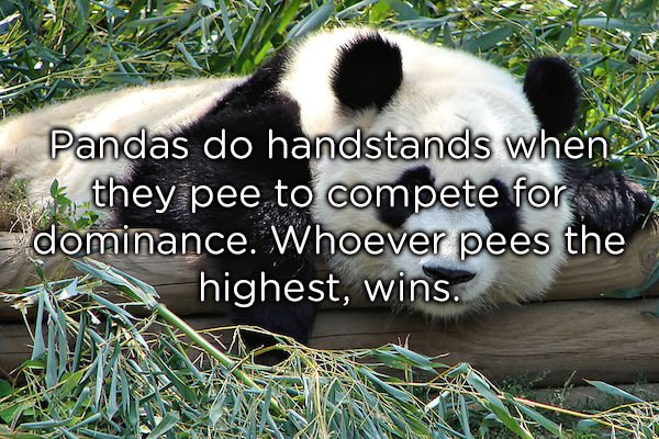 zoo animals panda - Pandas do handstands when Es they pee to compete for viss dominance. Whoever pees the highest, wins.