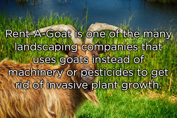 beautiful animals - RentAGoat is one of the many landscaping companies that Ww uses goats instead of machinery or pesticides to get rid of invasive plant growth.