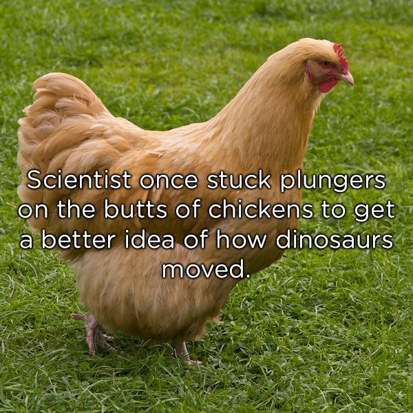 chicken breed buff orpington - Scientist once stuck plungers on the butts of chickens to get a better idea of how dinosaurs moved.