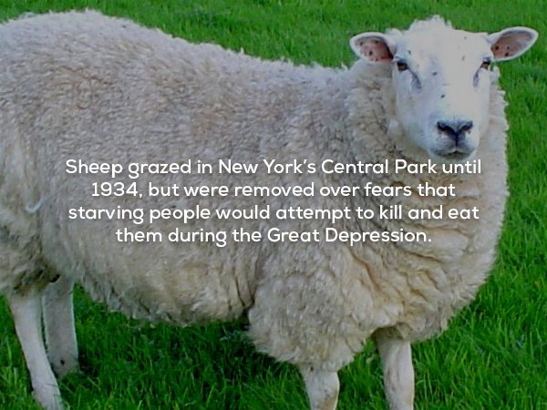 difference between sheep and lamb - Sheep grazed in New York's Central Park until 1934, but were removed over fears that starving people would attempt to kill and eat them during the Great Depression.