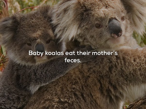 Koala - Baby koalas eat their mother's feces.