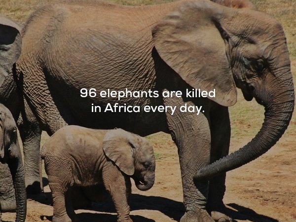96 elephants are killed in Africa every day. 2.