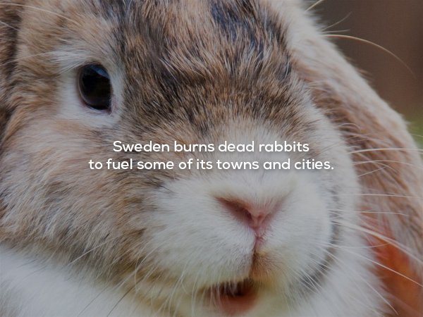 lop eared rabbit - Sweden burns dead rabbits to fuel some of its towns and cities.
