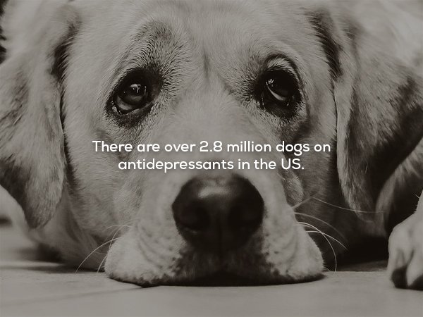 There are over 2.8 million dogs on antidepressants in the Us.