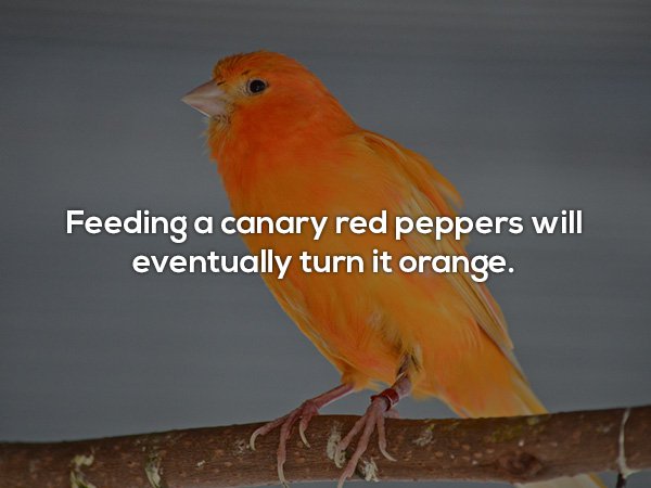 Domestic canary - Feeding a canary red peppers will eventually turn it orange.