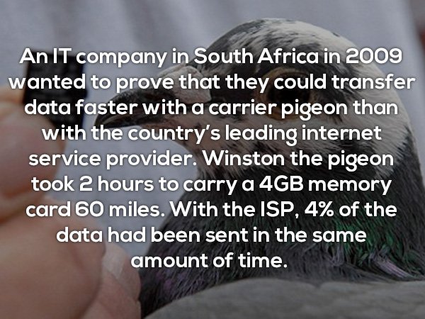 photo caption - An It company in South Africa in 2009 wanted to prove that they could transfer data faster with a carrier pigeon than with the country's leading internet service provider. Winston the pigeon took 2 hours to carry a 4GB memory card 60 miles