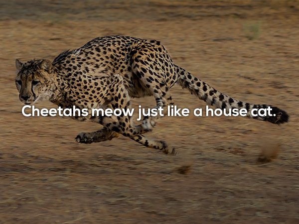 endangered cheetahs - Cheetahs meow just a house cat.