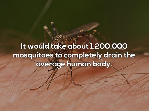 Weird Facts ABOUT The Human Body - It would take about 1,200,000 mosquitoes to completely drain the average human body.