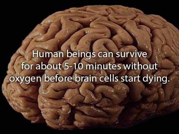 brain organ - Human beings can survive for about 510 minutes without oxygen before brain cells start dying.