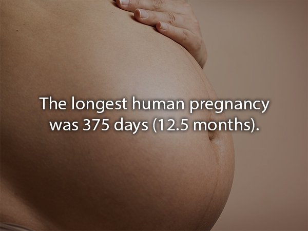 abdomen - The longest human pregnancy was 375 days 12.5 months.