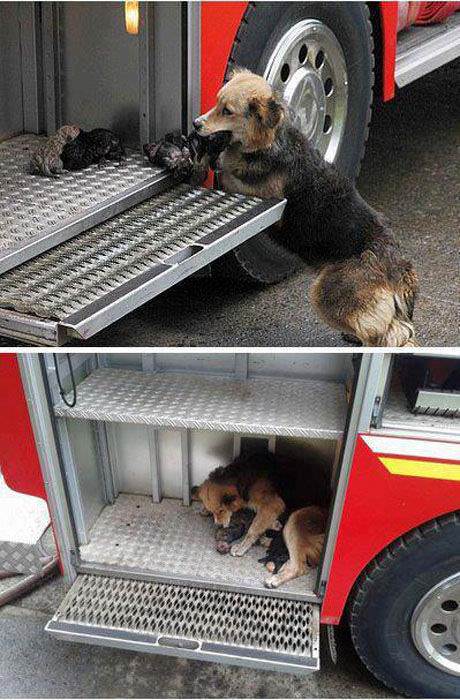 Dog saves all her puppies from a house fire then puts them all to safety in one of the responding firetrucks