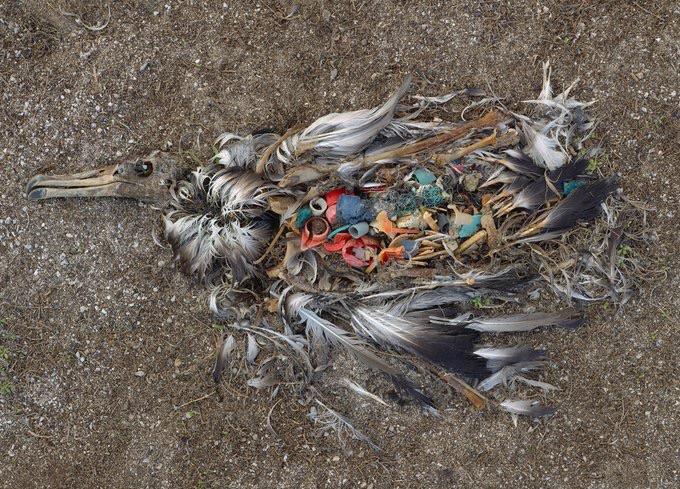 A baby albatross decaying around the plastic it ate
