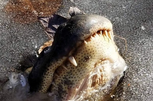 alligators in frozen pond