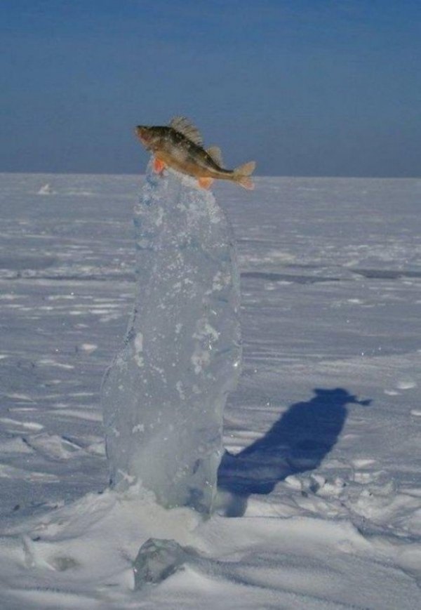 frozen fish in ice