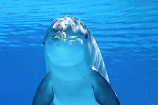 “Humans and dolphins are the only two creatures known to man that, if given a mirror, will eventually admire their own genitalia.”