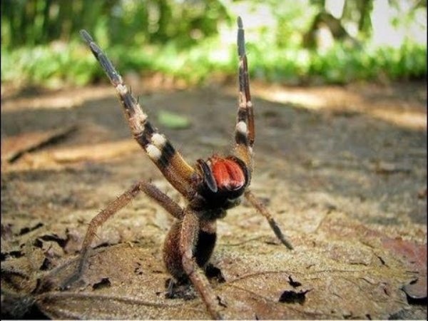 “Brazilian banana spider bite gives you a painful erection that lasts for hours before you die if untreated.”