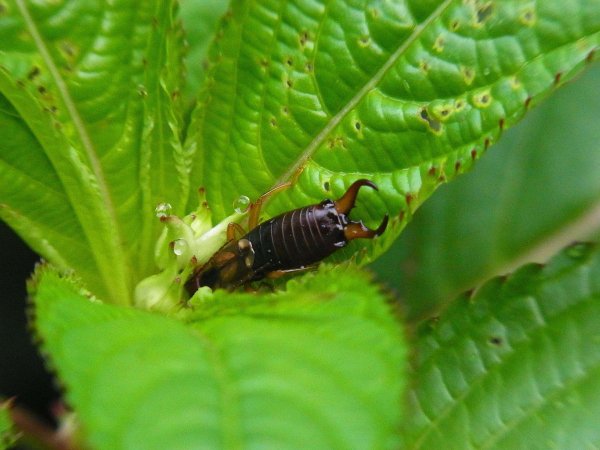 “Japanese researchers found that if they ripped off the penis of an earwig a spare penis will pop up in the same place.”