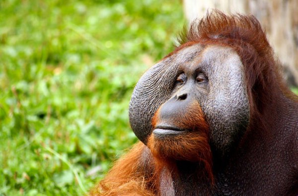 “Orangutans make dildos out of wood.”