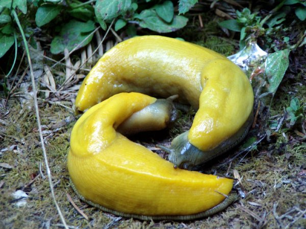 “Banana slugs have a penis 6-8 inches long (the size of their body) that grows out of their head when they want to mate.”