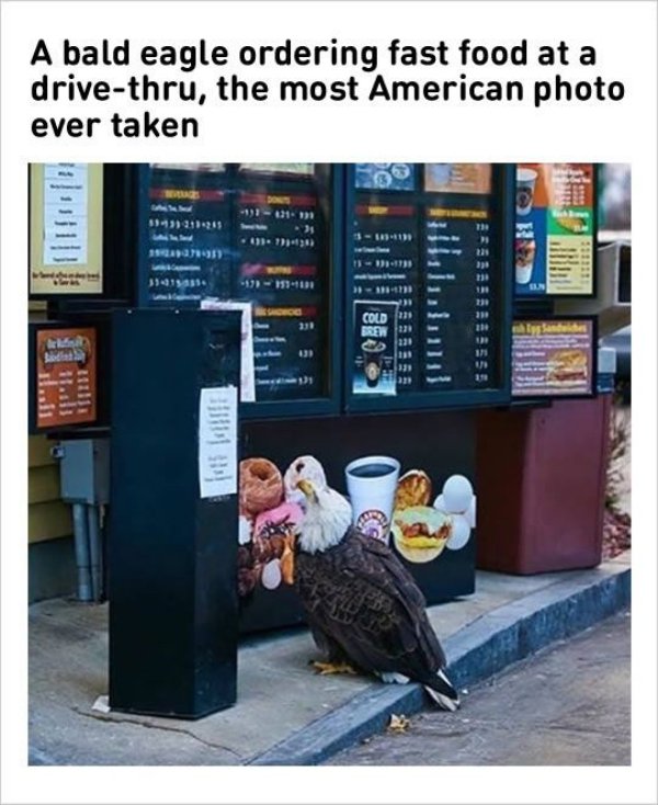 most american thing meme - A bald eagle ordering fast food at a drivethru, the most American photo ever taken 1910 . 100 111111